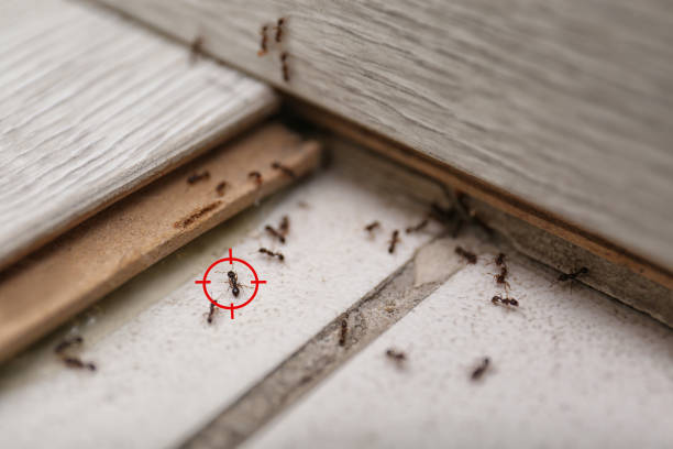 Best Best Pest Control Companies  in Tuckahoe, NY