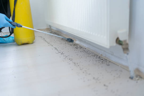 Best Flea Control Services  in Tuckahoe, NY